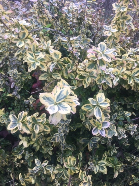 Weißbunter Spindelstrauch „Emerald Gaiety“ (Euonymus fortunei) im Container